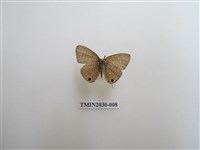 藏品(南方娜波灰蝶)的圖片